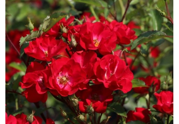 Роза почвопокровная "Red Cascade" (Контейнер 5,0л.)