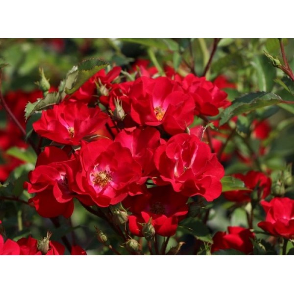 Роза почвопокровная "Red Cascade" (Контейнер 5,0л.)