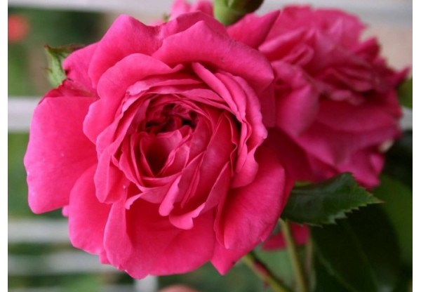 Роза плетистая "Laguna" (Контейнер 5,0л.)