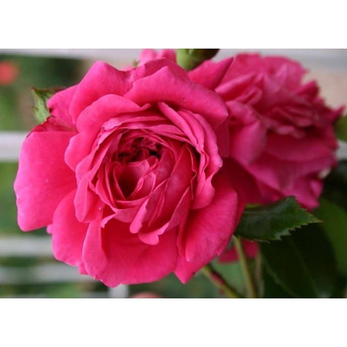 Роза плетистая Laguna (Контейнер 5,0л.)-Купить в Санкт-Петербурге: фото и  описание, отзывы, цена