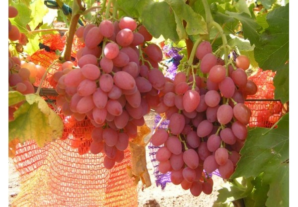 Виноград плодовый "Кишмиш Лучистый" (Контейнер 2,0л.)