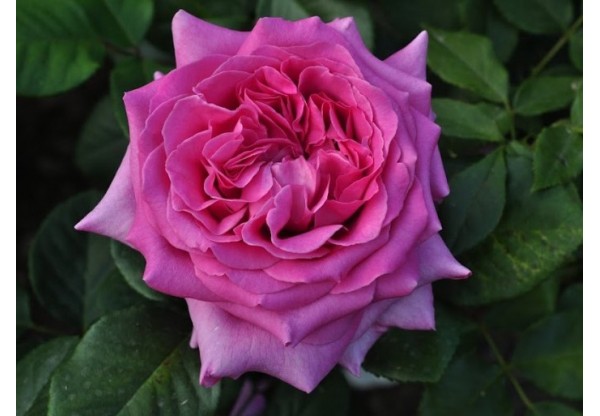 Роза чайно-гибридная "Chartreuse de Parme" (Контейнер 5,0л.)