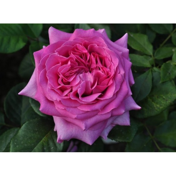 Роза чайно-гибридная "Chartreuse de Parme" (Контейнер 5,0л.)