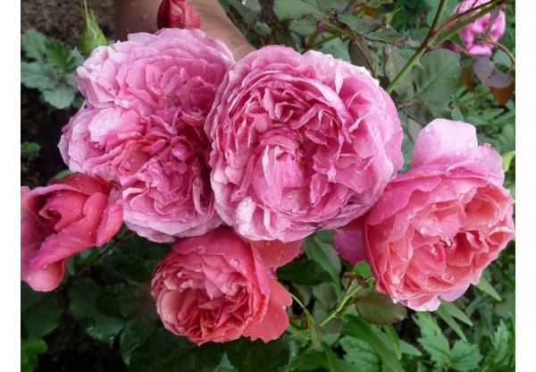 Роза шраб "Laduree" (Контейнер 5,0л.)