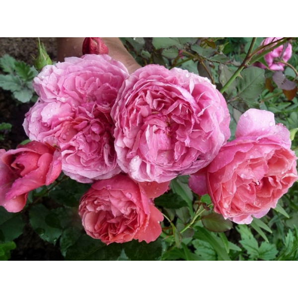 Роза шраб "Laduree" (Контейнер 5,0л.)
