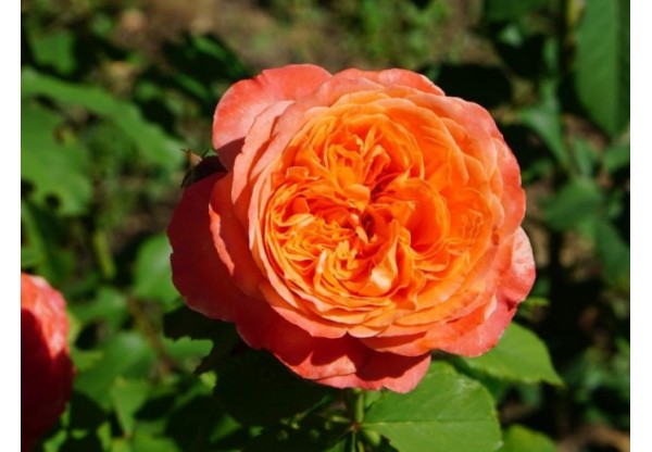 Роза шраб "Emilien Guillot" (Контейнер 5,0л.)