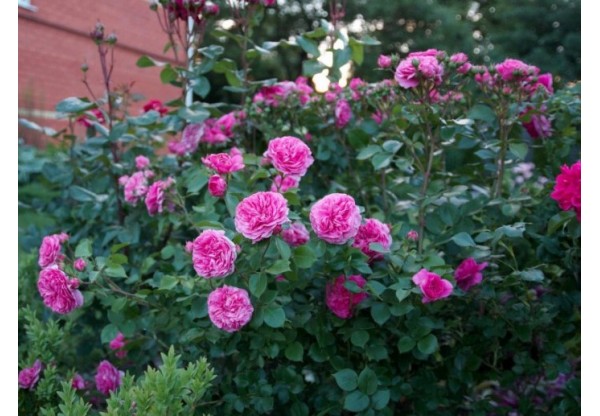 Роза флорибунда "Baronesse" (Контейнер 5,0л.)