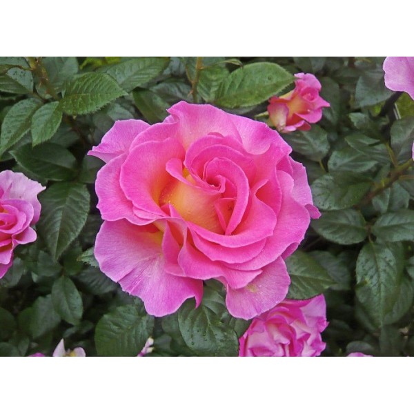 Роза чайно-гибридная "Pink Paradise" (Контейнер 5,0л.)