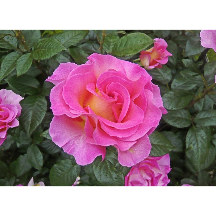 Роза чайно-гибридная "Pink Paradise" (Контейнер 5,0л.)