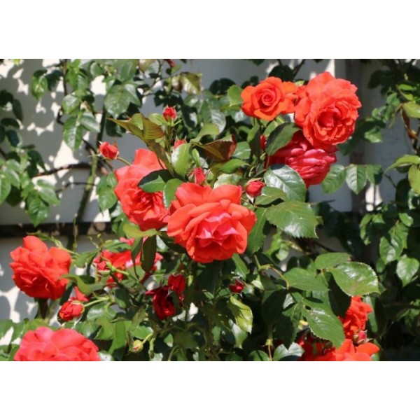 Роза плетистая "Salita" (Контейнер 5,0л.)