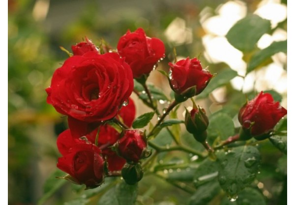 Роза чайно-гибридная "Lovely Red" (Контейнер 5,0л.)