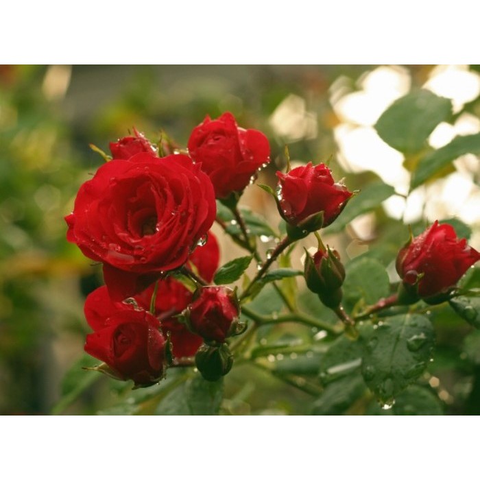 Роза чайно-гибридная "Lovely Red" (Контейнер 5,0л.)