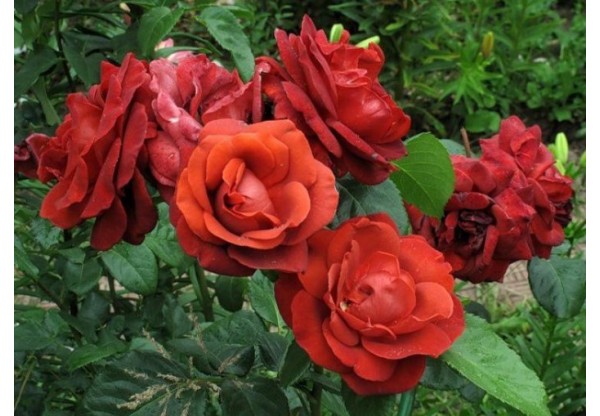 Роза чайно-гибридная "Terracotta" (Контейнер 5,0л.)