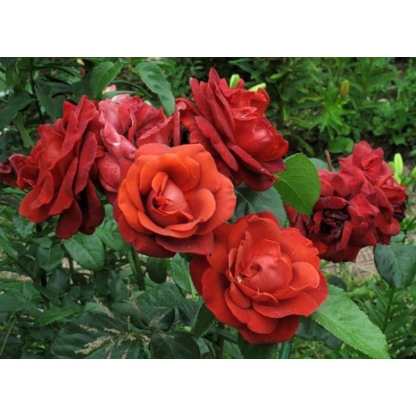 Роза чайно-гибридная "Terracotta" (Контейнер 5,0л.)
