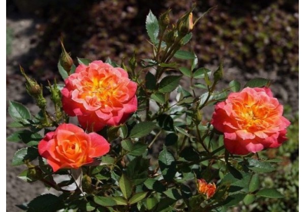 Роза спрей "Mandarin" (Контейнер 5,0л.)