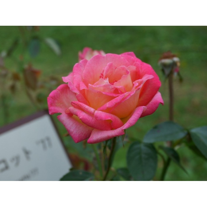 Роза чайно-гибридная "Mascotte" (Контейнер 5,0л.)