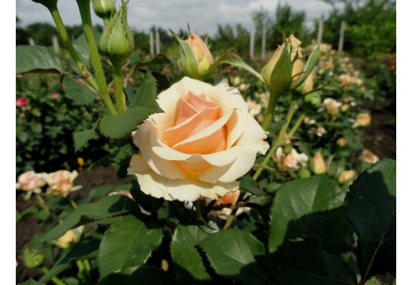 Роза чайно-гибридная "Primadonna" (Контейнер 5,0л.)