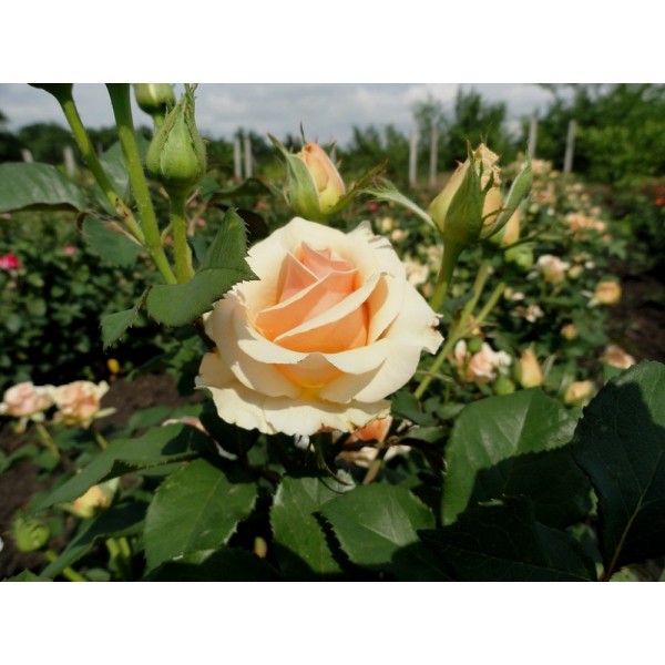 Роза чайно-гибридная "Primadonna" (Контейнер 5,0л.)