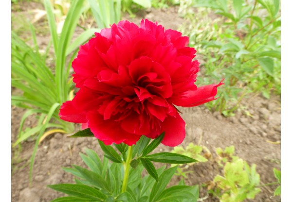 Пион молочноцветковый "Red Supreme" (Контейнер 5,0л.)