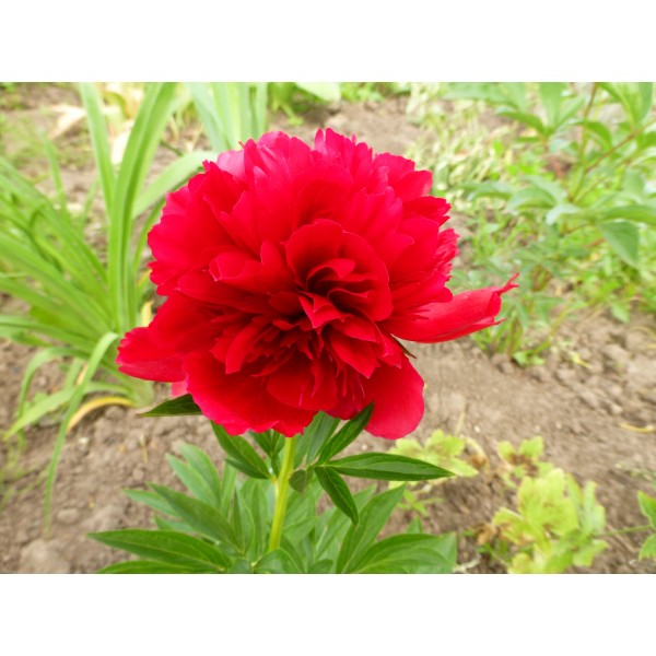 Пион молочноцветковый "Red Supreme" (Контейнер 5,0л.)