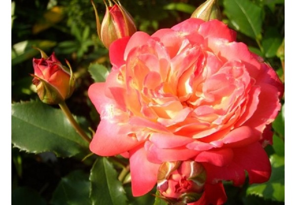Роза флорибунда "Midsummer" (Контейнер 4,0л.)