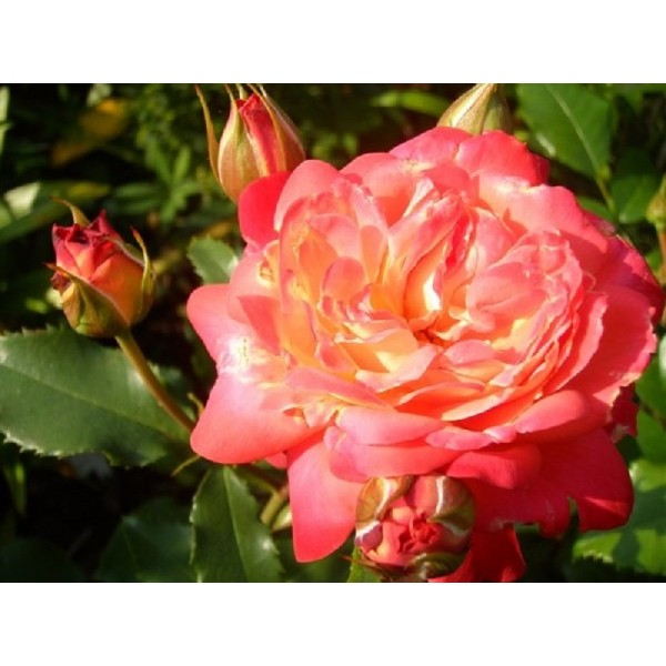 Роза флорибунда "Midsummer" (Контейнер 4,0л.)
