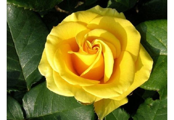 Роза чайно-гибридная "Papillon" (Контейнер 4,0л.)