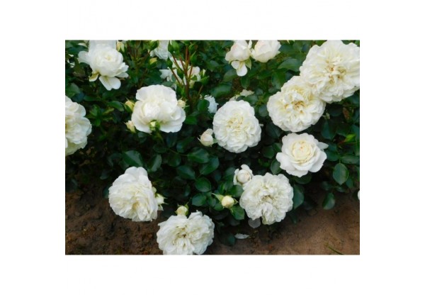 Роза почвопокровная "White Meidiland" (Контейнер 4,0л.)