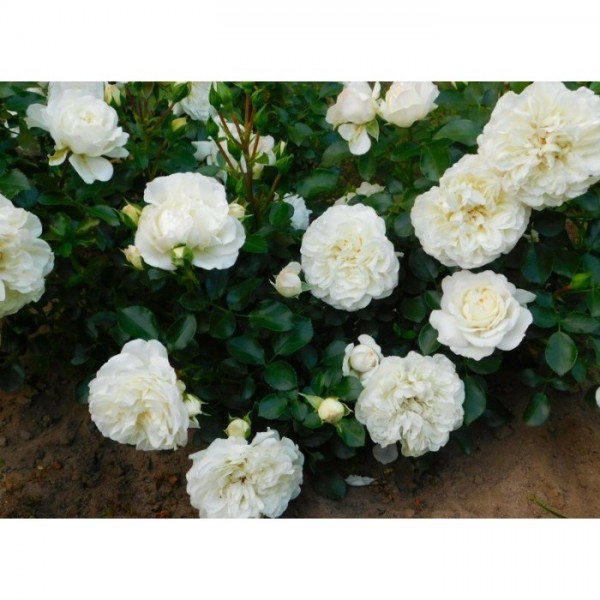 Роза почвопокровная "White Meidiland" (Контейнер 4,0л.)