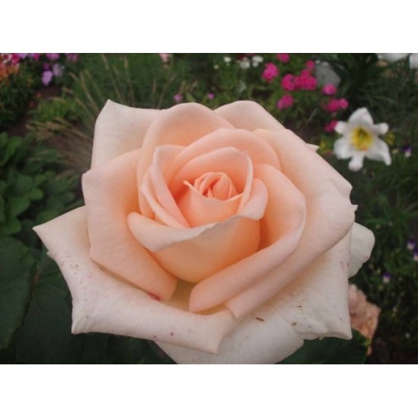 Роза чайно-гибридная "Osiana" (Контейнер 4,0л.)