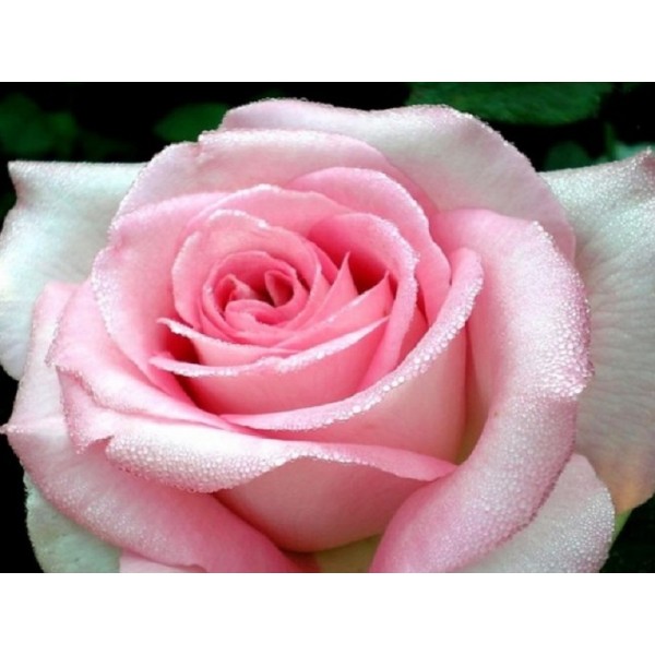 Роза чайно-гибридная "Emma de Meilland" (Контейнер 4,0л.)