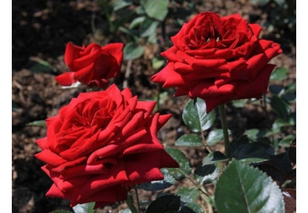 Роза чайно-гибридная "Red Queen" (Контейнер 4,0л.)