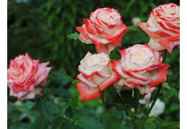 Роза чайно-гибридная "Imperatrice Farah" (Контейнер 4,0л.)