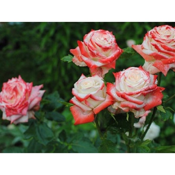 Роза чайно-гибридная "Imperatrice Farah" (Контейнер 4,0л.)