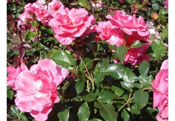 Роза флорибунда "Romanze" (Контейнер 4,0л.)