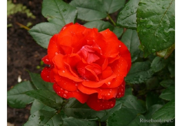 Роза флорибунда "Nordia" (Контейнер 4,0л.)