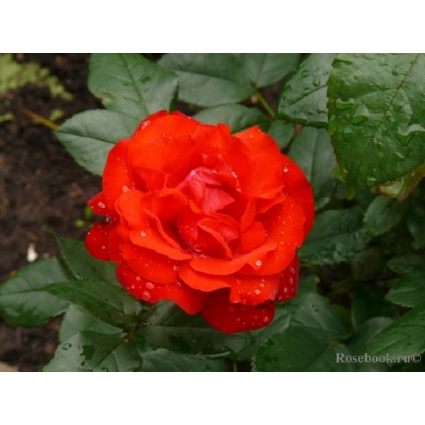 Роза флорибунда "Nordia" (Контейнер 4,0л.)