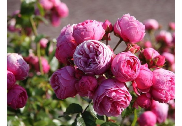 Роза флорибунда "Pomponella" (Контейнер 4,0л.)