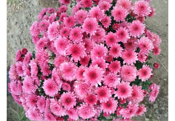 Хризантема мультифлора "Branangel Pink" (Контейнер 3,0л.)