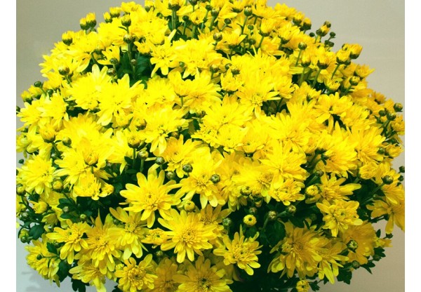 Хризантема мультифлора "Bransound Yellow" (Контейнер 3,0л.)