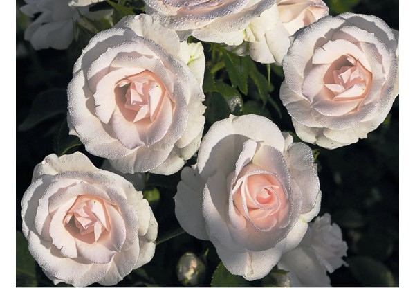 Роза флорибунда "Aspirin Rose" (Контейнер 4,0л.)