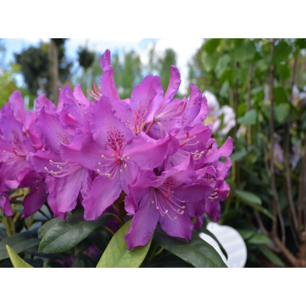 Рододендрон гибридный "Boleslaw Chrobry / Royal Lilac" (Контейнер 10,0л.)