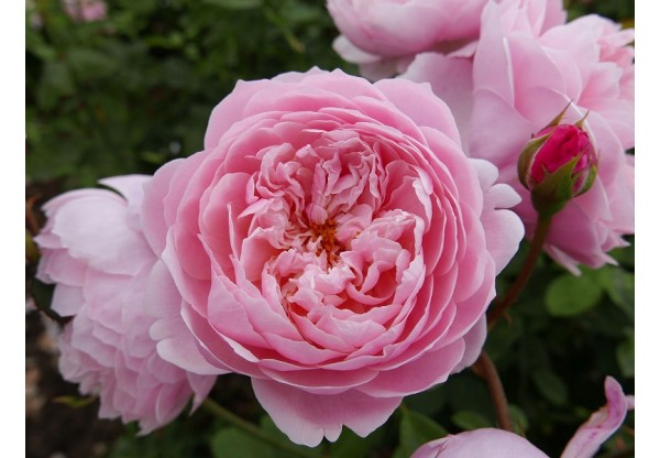 Роза английская "Alnwick Rose" (Контейнер 5,0л.)