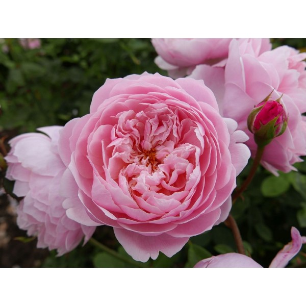 Роза английская "Alnwick Rose" (Контейнер 5,0л.)