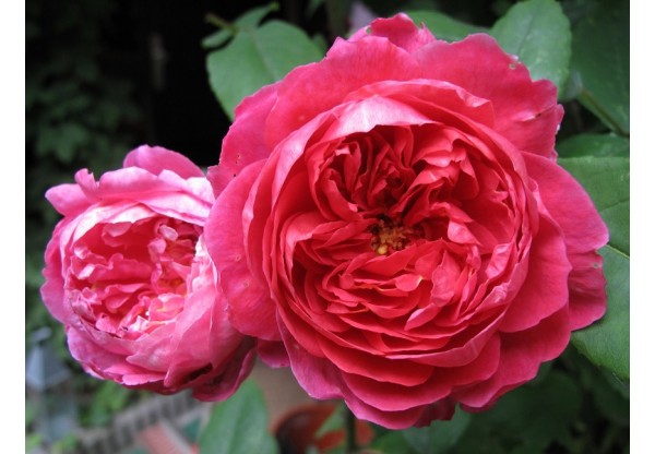Роза английская "Benjamin Britten" (Контейнер 5,0л.)