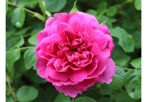 Роза английская "Princess Anne" (Контейнер 5,0л.)