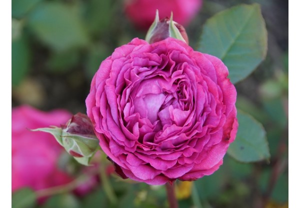 Роза шраб "Ventilo" (Контейнер 5,0л.)