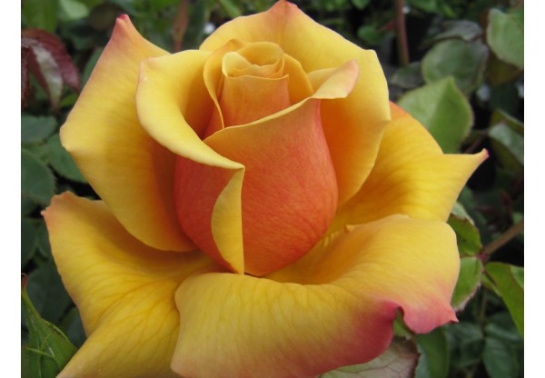 Роза чайно-гибридная "Belle Epoque" (Контейнер 5,0л.)