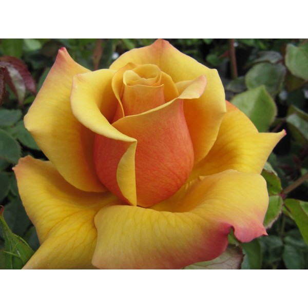 Роза чайно-гибридная "Belle Epoque" (Контейнер 5,0л.)