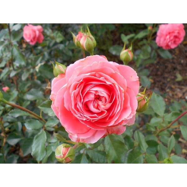 Роза флорибунда "Schackenborg" (Контейнер 5,0л.)